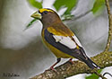 Coccothraustes vespertinus